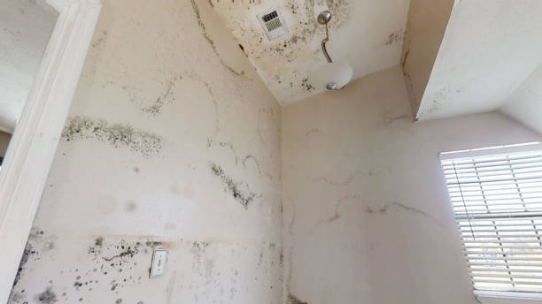  Kenvil, NJ Mold Removal Pros