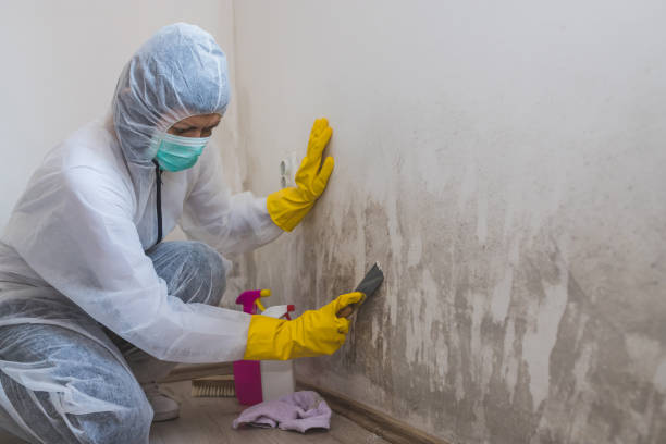 Mold Remediation for Vacation Homes in Kenvil, NJ