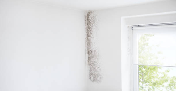 Best Mold Prevention Services  in Kenvil, NJ