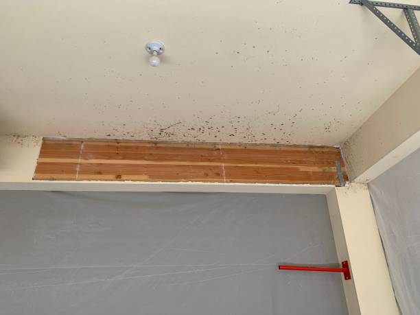 Mold Remediation for Rental Properties in Kenvil, NJ