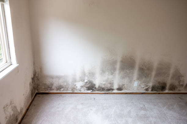 Best Mold-Related Health Consultation  in Kenvil, NJ
