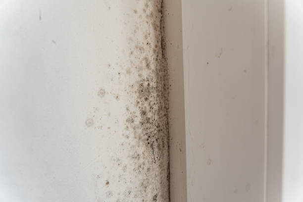 Best Mold Odor Removal Services  in Kenvil, NJ