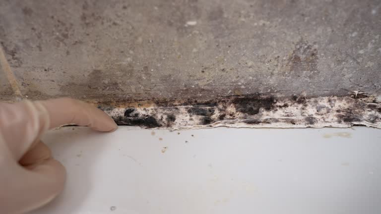 Best Mold Prevention Services  in Kenvil, NJ